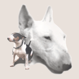 Bund gegen Mibrauch der Tiere